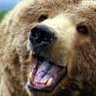 a bear